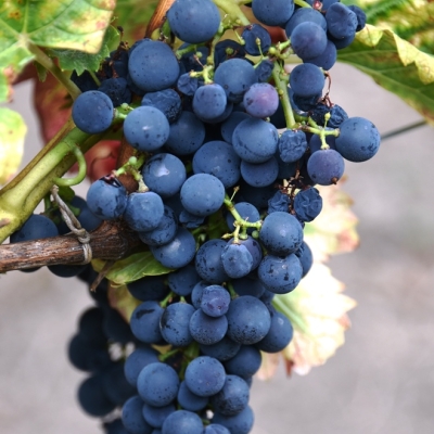 Pinotin ANT 9461